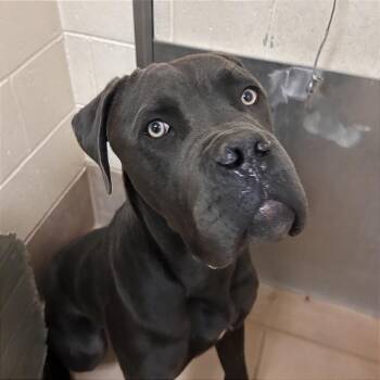 Bagel -  Cane Corso and Mixed Breed Dog for Adoption in Reno, Nevada - Bagel | PetCurious