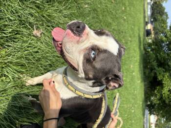 Rescue Bulldog and Pit Bull Terrier Dogs for Adoption in Steger, Illinois - Stormy | PetCurious