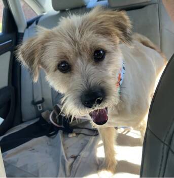 Biscuit -  Terrier Dog for Adoption in Davis, California - Biscuit | PetCurious