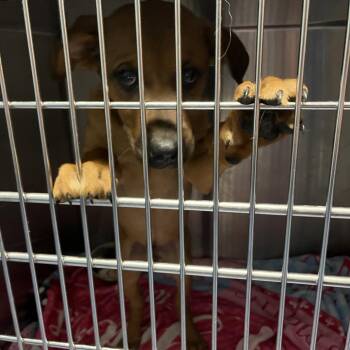 Hearts -  Labrador Retriever and Mixed Breed Dog for Adoption in Greensboro, North Carolina - Hearts | PetCurious