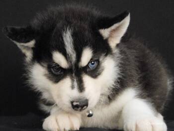 Siberian Husky Dogs Available for Adoption - Smitty | PetCurious