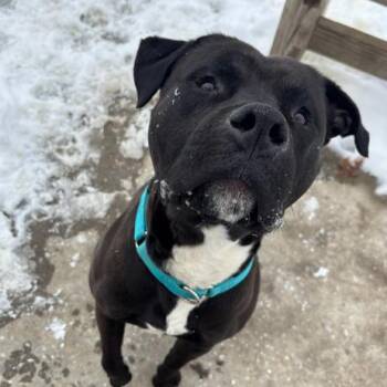 Boxer and Pit Bull Terrier Dogs Available for Adoption - Boogie | PetCurious