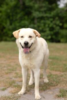 2026-13 Titus -  Labrador Retriever and Mixed Breed Dog for Adoption in Lakeland, Georgia - 2026-13 Titus | PetCurious