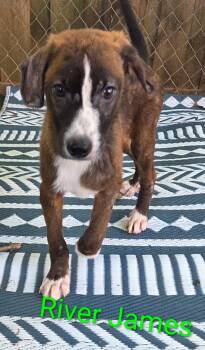 Hound Dogs Available for Adoption in Fosters, Alabama - RIVER JAMES | PetCurious