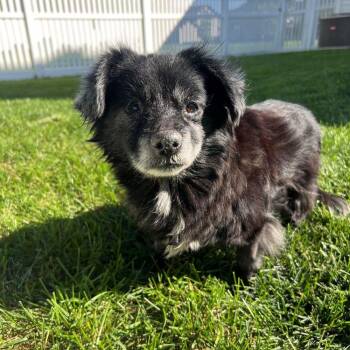 Sunflower -  Pomeranian Dog for Adoption in Barrington, Illinois - Sunflower | PetCurious