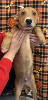 Rescue German Shepherd Dog and Mixed Breed Dogs for Adoption in Brewster, Massachusetts - SMITH | PetCurious