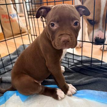 Mixed Breed Dogs Available for Adoption - Wayzata | PetCurious