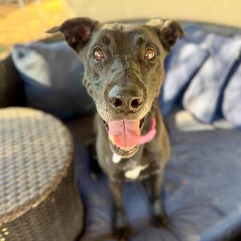 Mabel -  Black Labrador Retriever Dog for Adoption in Ramona, California - Mabel | PetCurious