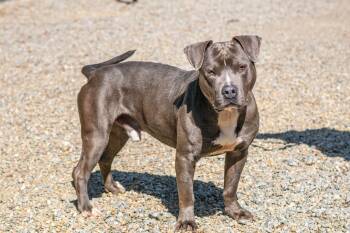 Terrier Dogs Available for Adoption in Hilton Head Island, South Carolina - Derek | PetCurious
