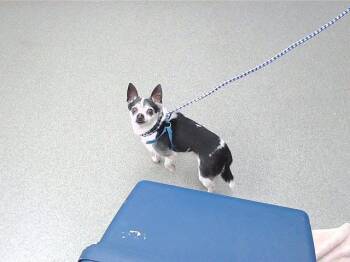 SAM -  Chihuahua and Rat Terrier Dog Available for Adoption in Omaha, Nebraska - SAM | PetCurious
