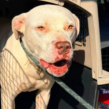 Crypto Stray Hold 7/7 -  Mixed Breed Dog for Adoption in Huntington, West Virginia - Crypto Stray Hold 7/7 | PetCurious
