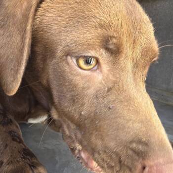 Forkie -  American Staffordshire Terrier and Chocolate Labrador Retriever Dog for Adoption in Edinburg, Texas - Forkie | PetCurious