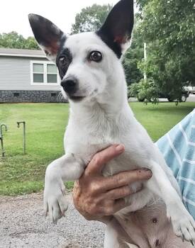 Rescue Chiweenie Dogs for Adoption in Manchester, Connecticut - Ella | PetCurious