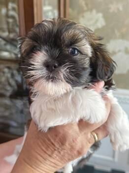 Shih Tzu Dogs Available for Adoption in Monroe, North Carolina - Aster | PetCurious