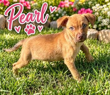 Pearl -  Spaniel Dog for Adoption in Brownstown, Indiana - Pearl | PetCurious
