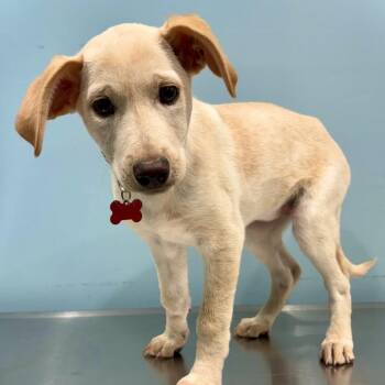 Labrador Retriever Dogs Available for Adoption in Portland, Oregon - Paxy | PetCurious