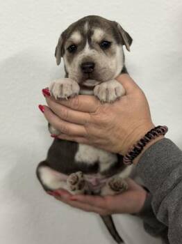 Dutch Shepherd and Boxer Dogs Available for Adoption in Morton Grove, Illinois - Nate | PetCurious