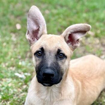 Belgian Shepherd Malinois Dogs Available for Adoption in Austin, Texas - Aurelia LLD | PetCurious