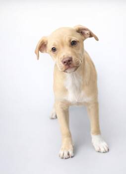 Pug and Mixed Breed Dogs Available for Adoption - Queso - My Mom Is A PUG! I Am Going To Stay Small! | PetCurious