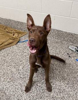 Australian Kelpie and Mixed Breed Dogs Available for Adoption in Westland, Michigan - Yodel | PetCurious