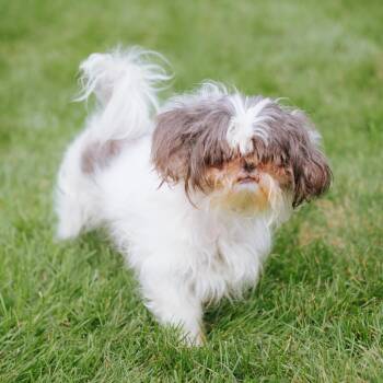 Thomas the Tank Engine -  Shih Tzu Dog for Adoption in Northbrook, Illinois - Thomas The Tank Engine | PetCurious