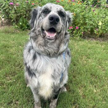 Rescue Australian Shepherd and Bernese Mountain Dog Dogs for Adoption in Ontario, California - Toothless | PetCurious