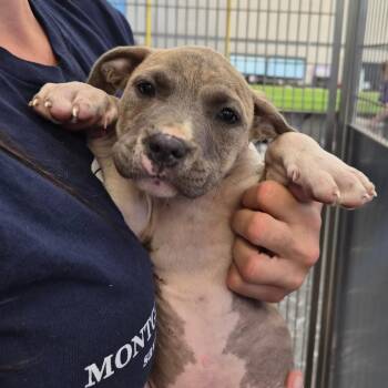 Pit Bull Terrier Dogs Available for Adoption in Montgomery, Alabama - Mia | PetCurious