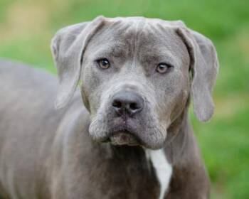 Rescue Mixed Breed Dogs for Adoption in West Chester, Pennsylvania - Star FKA Pillow | PetCurious