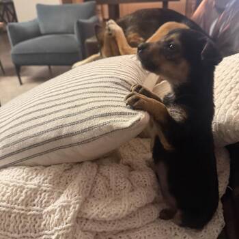 German Shepherd Dog and Mixed Breed Dogs Available for Adoption - Fritz | PetCurious