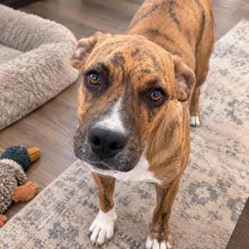 Trish -  Boxer and Mixed Breed Dog for Adoption in Lenexa, Kansas - Trish | PetCurious
