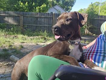 Missy -  Pit Bull Terrier Dog for Adoption in Traverse City, Michigan - Missy | PetCurious