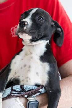 Mixed Breed Dogs Available for Adoption in West Chester, Pennsylvania - Donnie | PetCurious