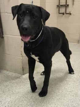 Rescue Pit Bull Terrier and Mixed Breed Dogs for Adoption in Conroe, Texas - A419348 | PetCurious