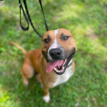Jefferson -  Mixed Breed Dog for Adoption in Warren, Ohio - Jefferson | PetCurious