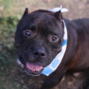 GIBO -  American Staffordshire Terrier Dog for Adoption in San Antonio, Texas - GIBO | PetCurious