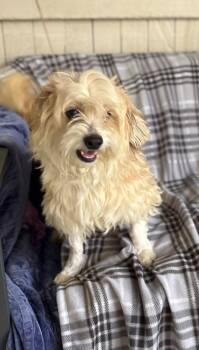 Figgy -  Maltese and Poodle Dog for Adoption in Fort Worth, Texas - Figgy | PetCurious