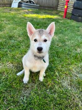 Diamond -  Husky and Shepherd Dog for Adoption in Cambridge, Ontario - Diamond | PetCurious