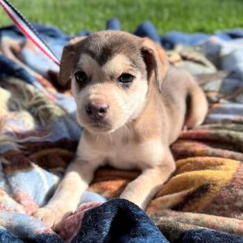 Phoebe -  Shepherd and Mixed Breed Dog for Adoption in Allentown, Pennsylvania - Phoebe | PetCurious