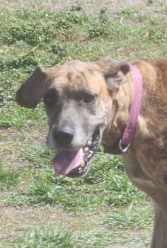 Rescue Great Dane Dogs for Adoption in Jupiter, Florida - Paxil | PetCurious