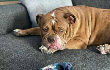 Rescue English Bulldog Dogs for Adoption in Crystal City, Manitoba - Penny | PetCurious