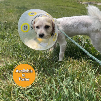 Rescue Maltese Dogs for Adoption in Normal, Illinois - Rory | PetCurious