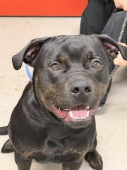 Rottweiler and Mixed Breed Dogs Available for Adoption - Tomahawk | PetCurious