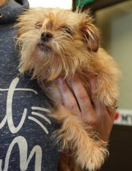 Brussel Sprout -  Brussels Griffon and Mixed Breed Dog for Adoption in Bowling Green, Kentucky - Brussel Sprout | PetCurious