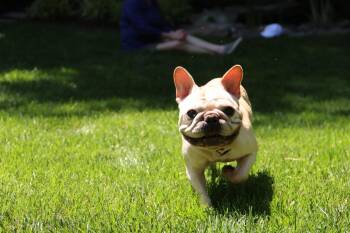 Henry -  French Bulldog Dog for Adoption in Rockville, Maryland - Henry | PetCurious