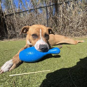 Mixed Breed Dogs Available for Adoption in Sarasota, Florida - Light | PetCurious