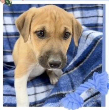 Black Mouth Cur Dogs Available for Adoption - Saylor | PetCurious