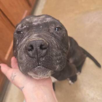 Pit Bull Terrier Dogs Available for Adoption - Riven - 032103U | PetCurious