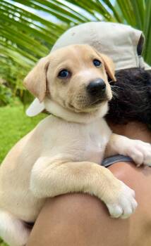 Labrador Retriever and Dachshund Dogs Available for Adoption in Isabela, Isabela - Max - Smiley, Loving, Boy Puppy *LOW FEE* | PetCurious