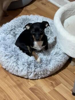 Chihuahua Dogs Available for Adoption in Nashville, Tennessee - Bonnie | PetCurious