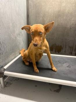 Rescue Siberian Husky and Mixed Breed Dogs for Adoption in Conroe, Texas - A420851 | PetCurious